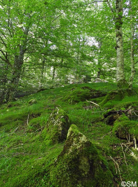 Salamandre tachete fastueuse : site