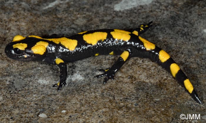 Salamandra salamandra gigliolii