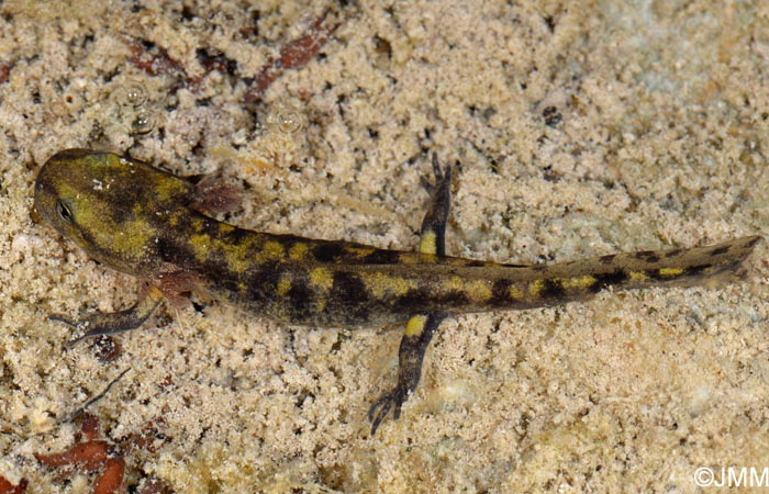 Salamandra salamandra gigliolii