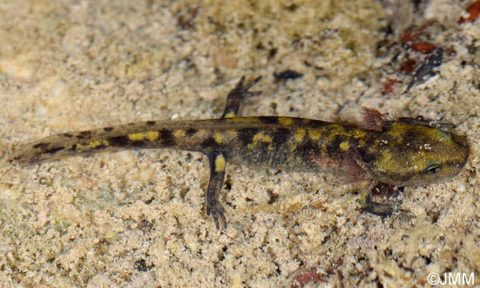 Salamandra salamandra gigliolii