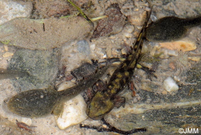 Salamandra salamandra gigliolii