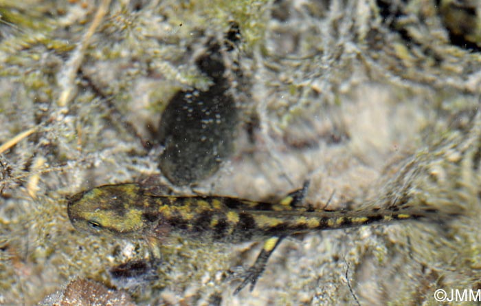 Salamandra salamandra gigliolii