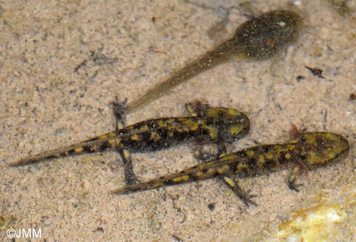 Salamandra salamandra gigliolii