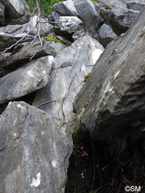 Biotope  Salamandra salamandra gigliolii