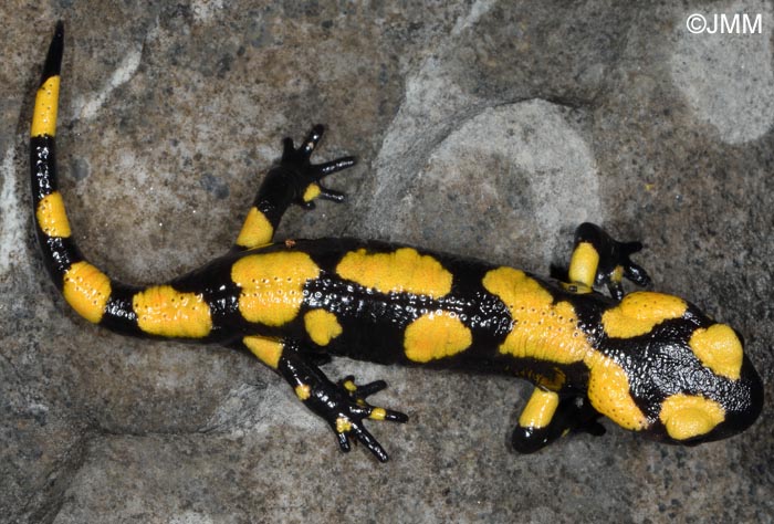 Salamandra salamandra gigliolii