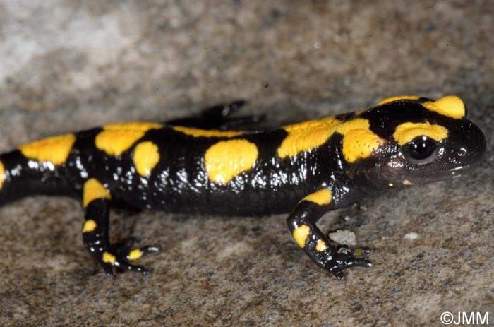 Salamandra salamandra gigliolii