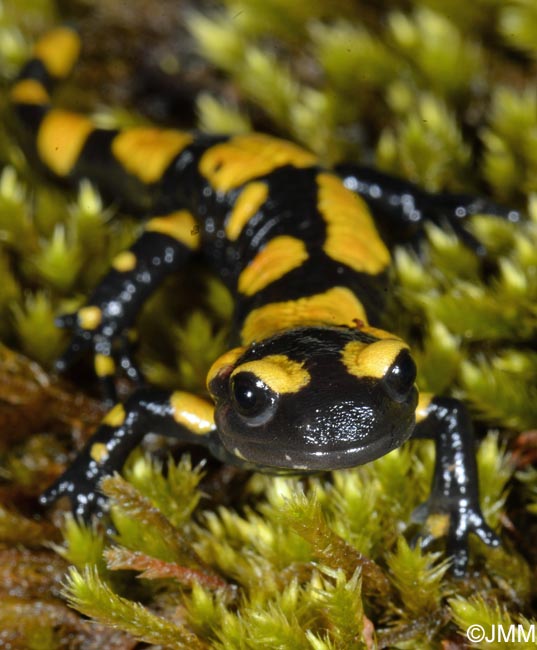 Salamandra salamandra gigliolii