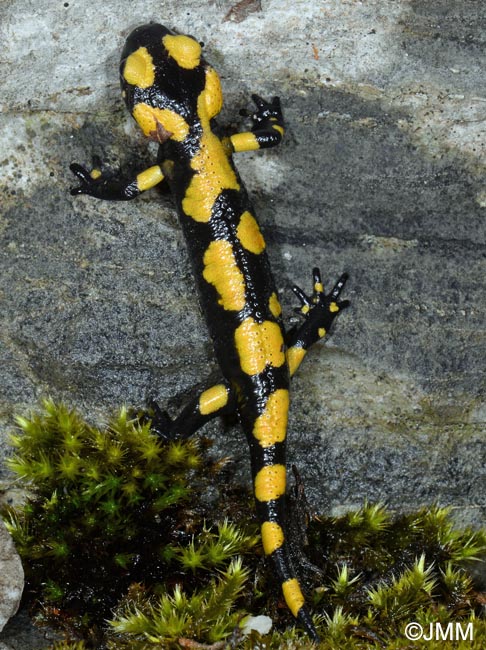 Salamandra salamandra gigliolii