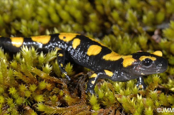 Salamandra salamandra gigliolii