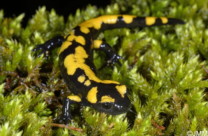Salamandra salamandra gigliolii