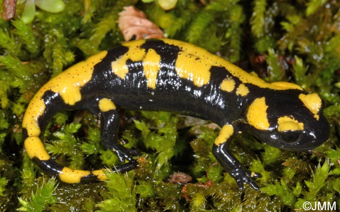 Salamandra salamandra gigliolii