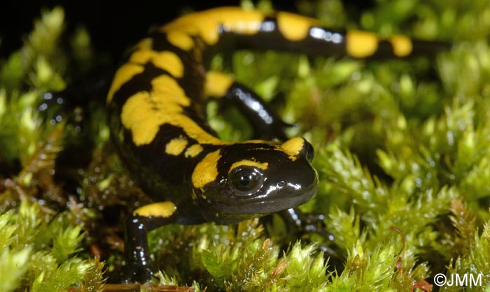 Salamandra salamandra gigliolii