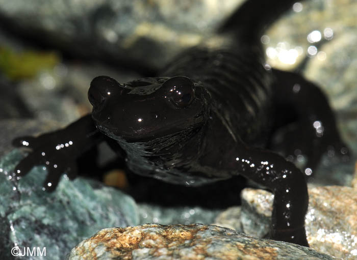 Salamandre de Lanza : Salamandra lanzai