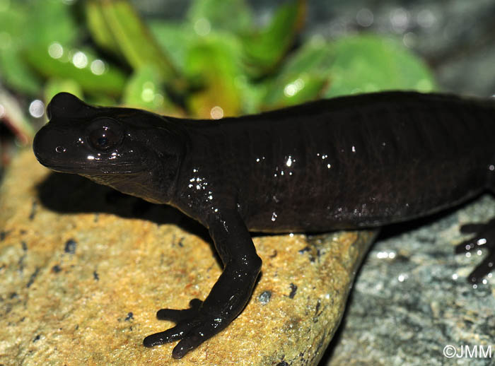 Salamandre de Lanza : Salamandra lanzai