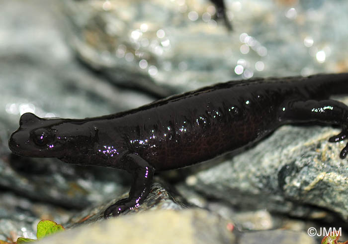 Salamandre de Lanza : Salamandra lanzai