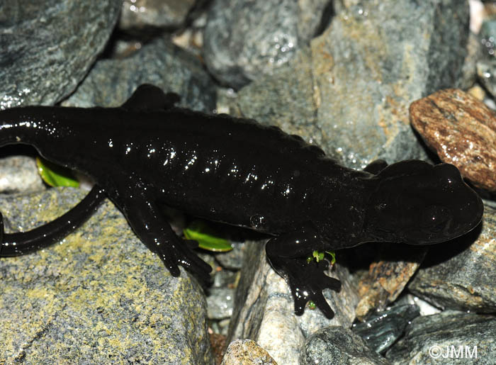 Salamandre de Lanza : Salamandra lanzai