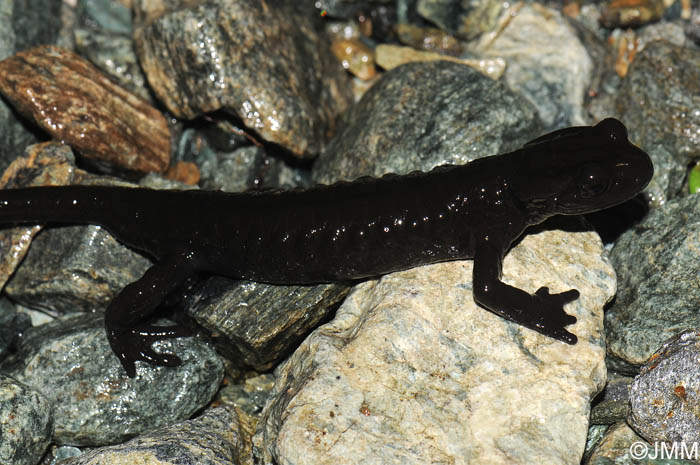 Salamandre de Lanza : Salamandra lanzai