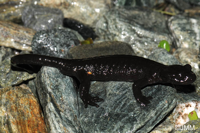 Salamandre de Lanza : Salamandra lanzai