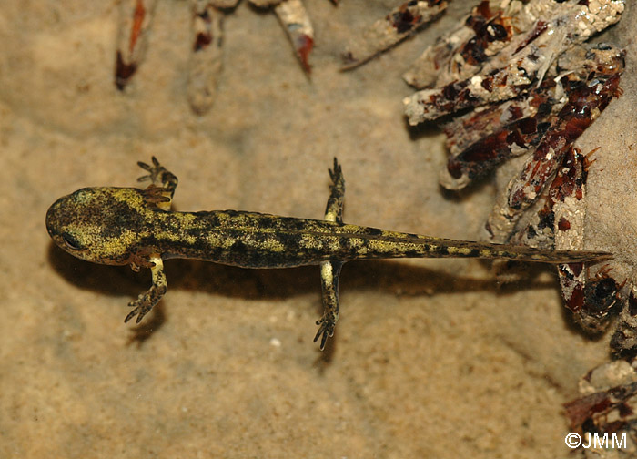 File:Salamandre tachetee larve.jpg - Wikimedia Commons