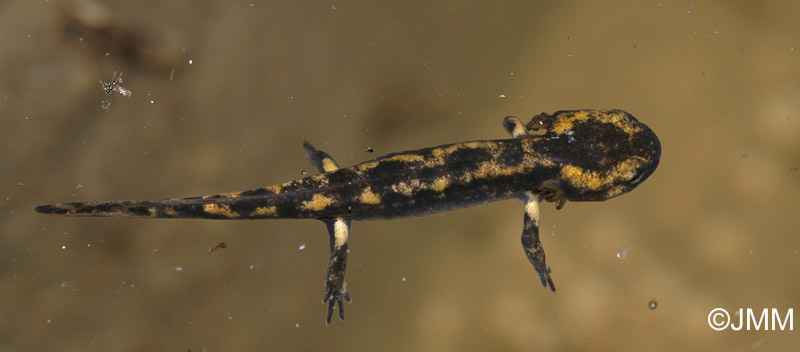 Salamandre tachete terrestre : larve