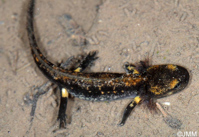 Salamandra salamandra salamandra