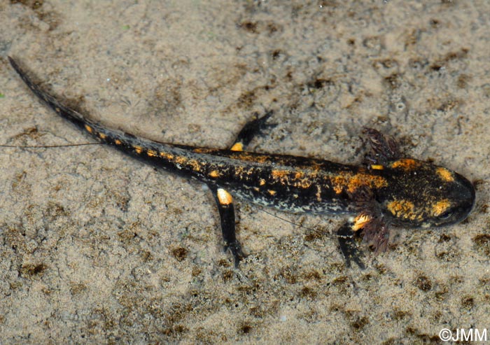 Salamandra salamandra salamandra