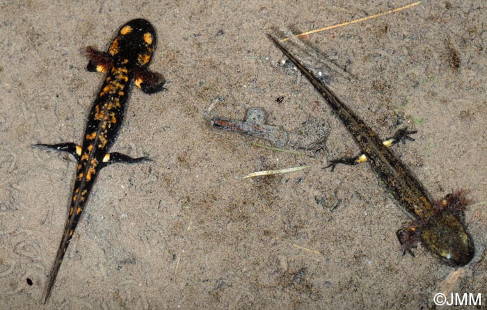 Salamandra salamandra salamandra