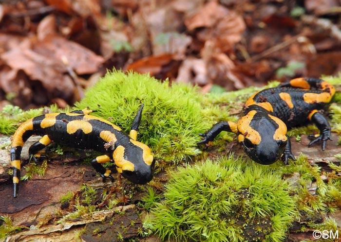 Salamandre tachete terrestre: variations de couleurs