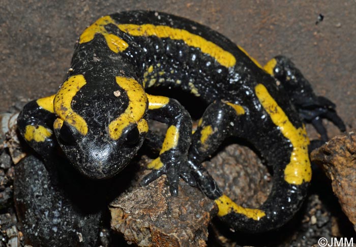 Salamandre tachete terrestre : Salamandra salamandra terrestris