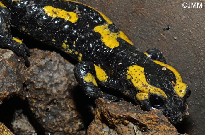 Salamandre tachete terrestre : Salamandra salamandra terrestris