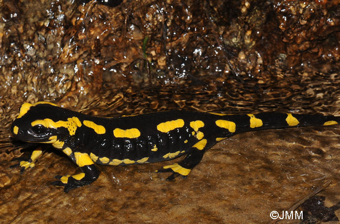 Salamandre tachete terrestre