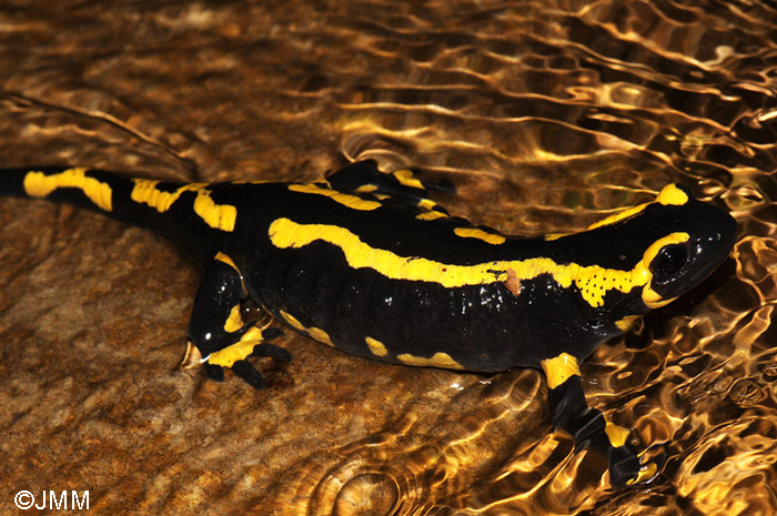 Salamandre tachete terrestre