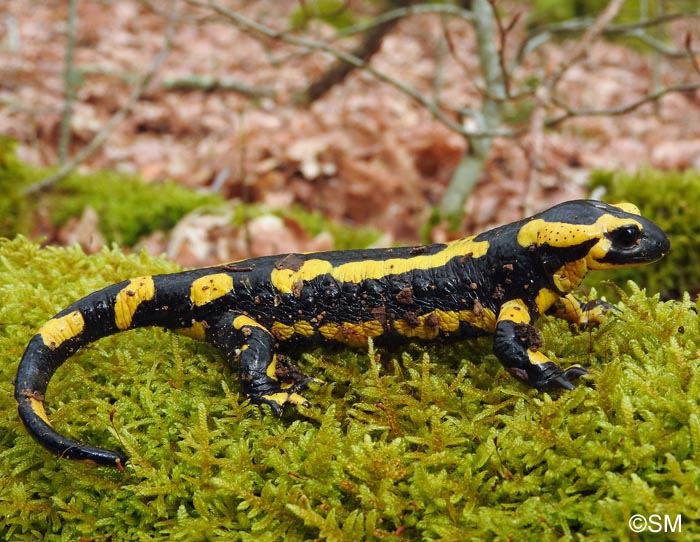 Salamandre tachete terrestre