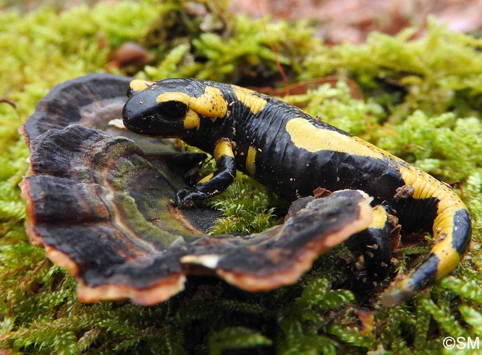 Salamandre tachetée terrestre & Trametes versicolor