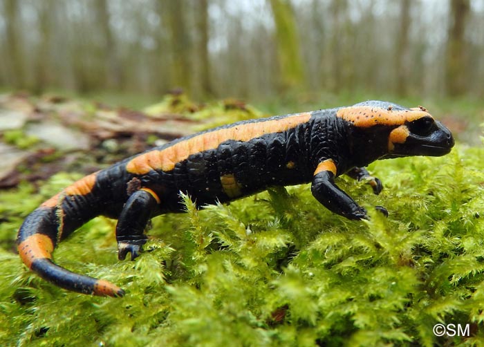 Salamandre tachete terrestre forme orange