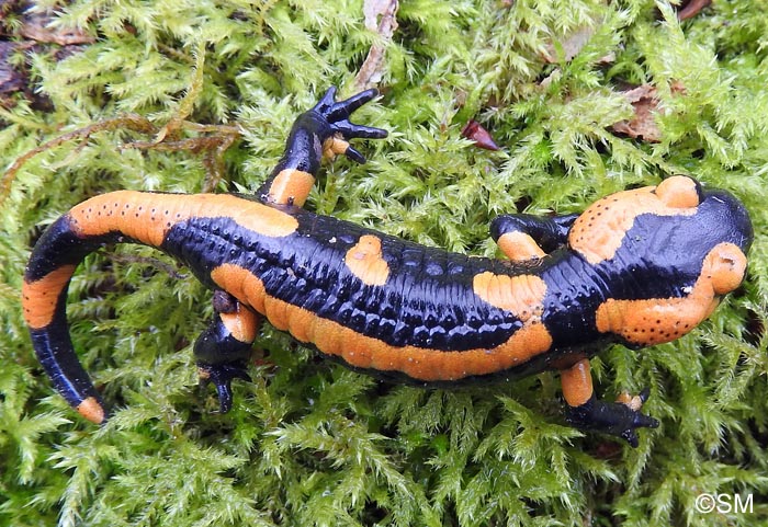 Salamandre tachete terrestre forme orange