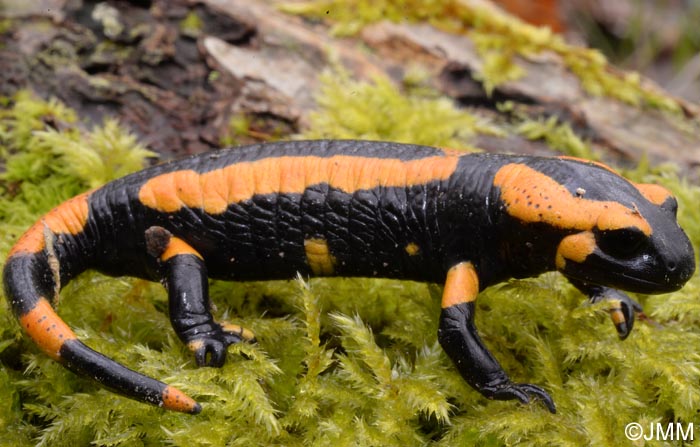 Salamandre tachete terrestre forme orange