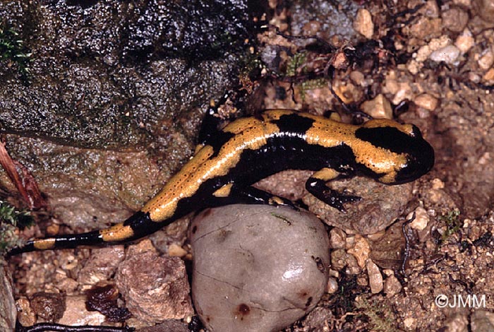 Salamandre tachete terrestre