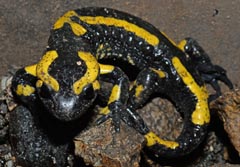 Salamandra salamandra terrestris