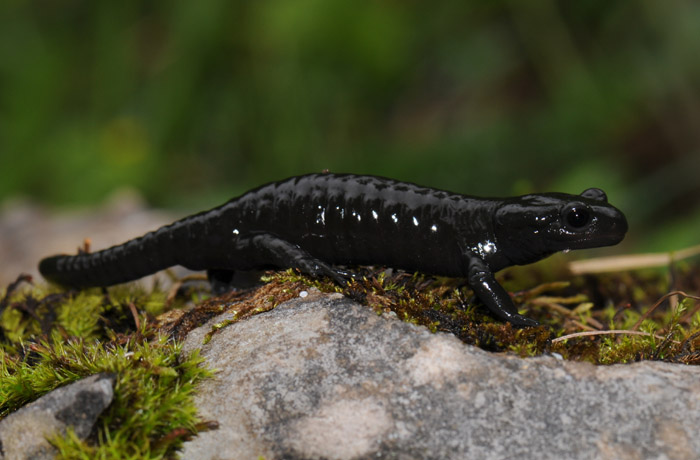 Salamandre noire : Salamandra atra