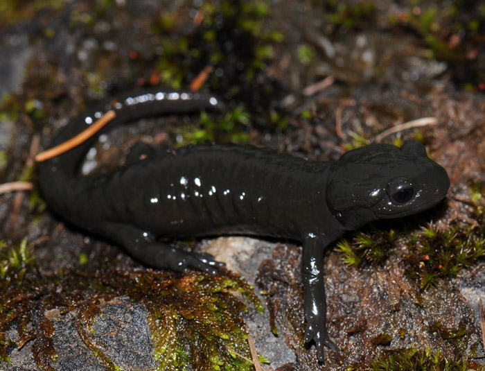 Salamandre noire : Salamandra atra