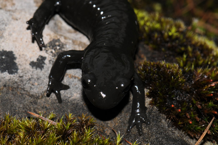 Salamandre noire : Salamandra atra