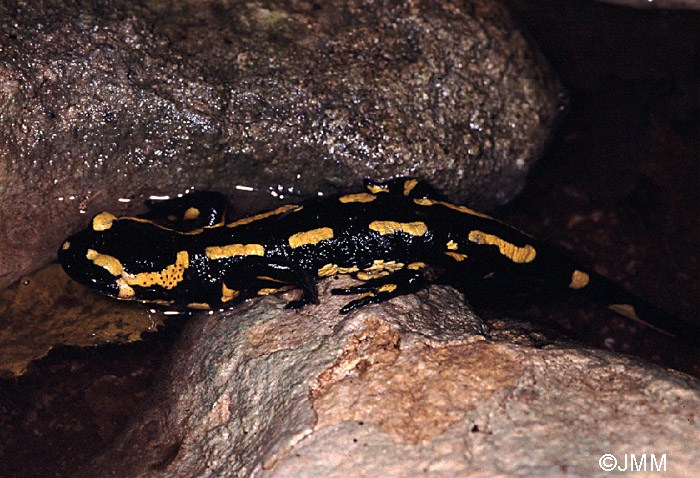 Salamandre tachete terrestre