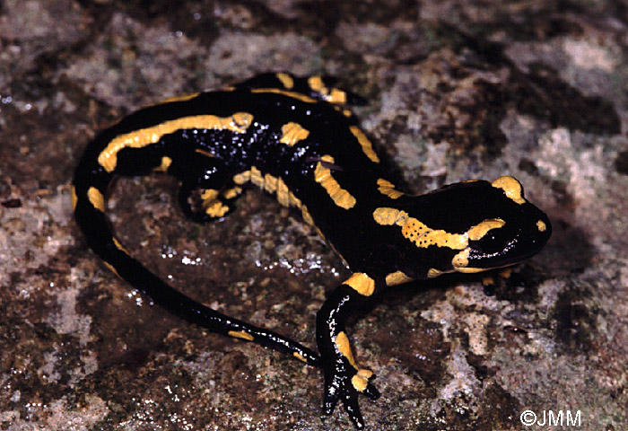 Salamandre tachete terrestre