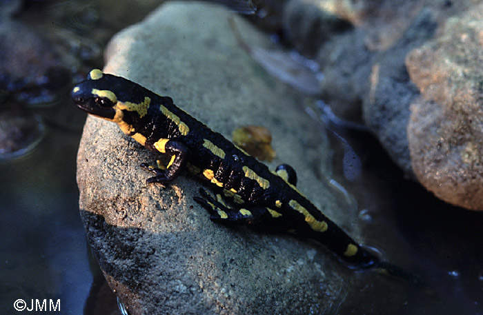 Salamandre tachete terrestre