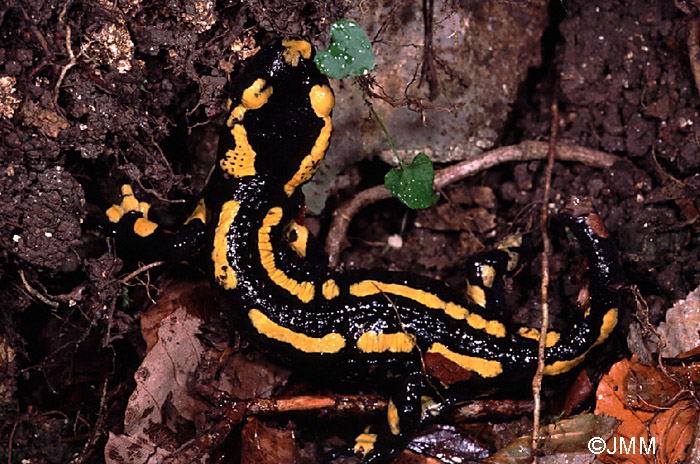 Salamandre tachete terrestre