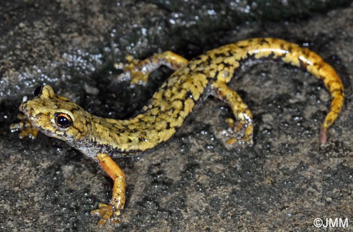 Speleomantes ambrosii = Hydromantes ambrosii