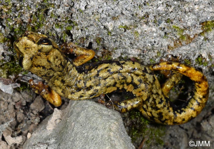 Speleomantes ambrosii = Hydromantes ambrosii