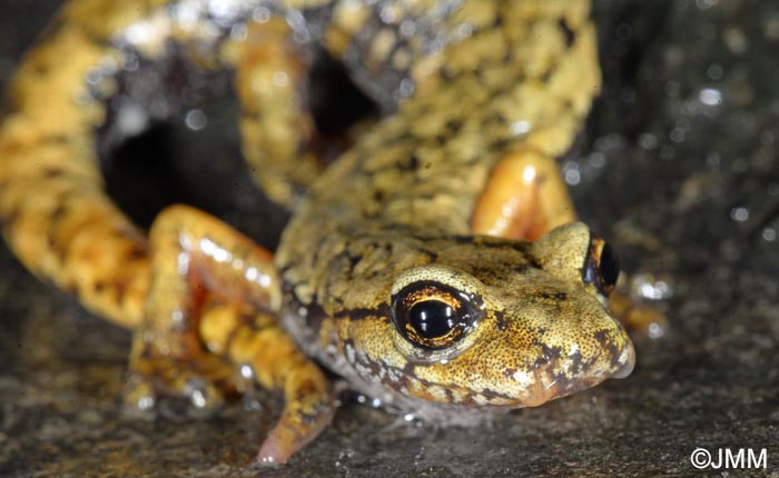Speleomantes ambrosii = Hydromantes ambrosii