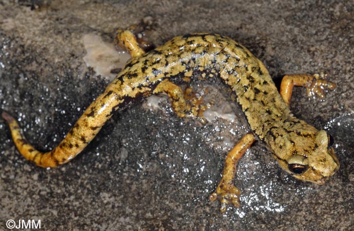 Speleomantes ambrosii = Hydromantes ambrosii